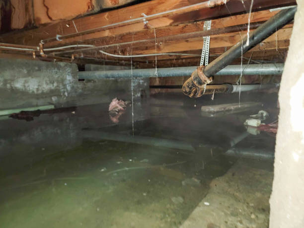 Best Professional water damage repair  in Ventress, LA