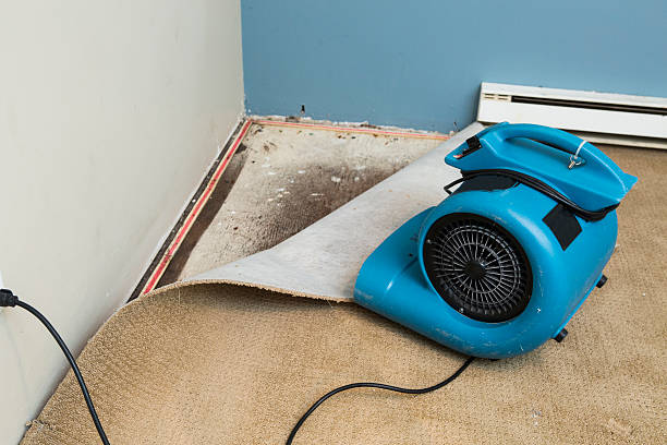 Best Local water damage restoration  in Ventress, LA